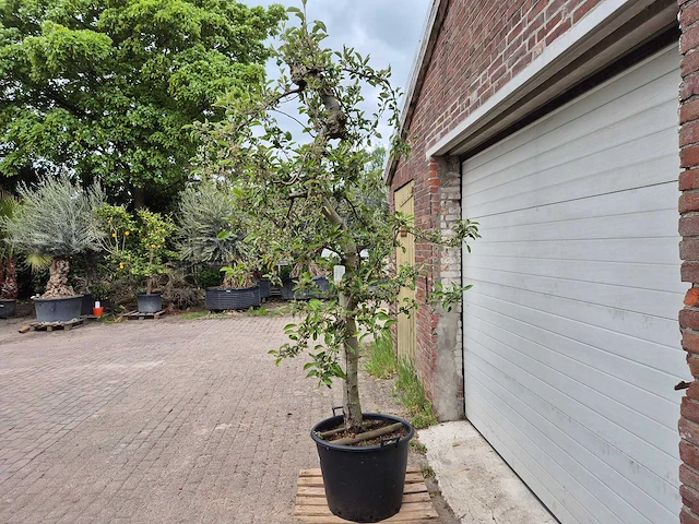 Appelboom braeburn - fruit tree - malus domestica - hoogte ca. 250 cm - afbeelding 4 van  6