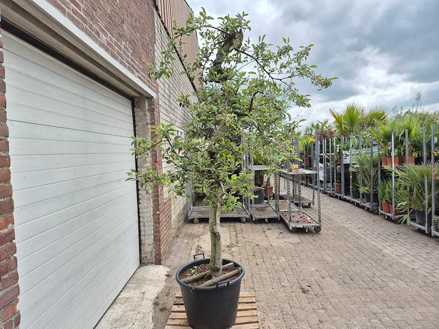 Appelboom braeburn - fruit tree - malus domestica - hoogte ca. 250 cm - afbeelding 5 van  6