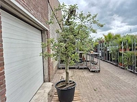 Appelboom braeburn - fruit tree - malus domestica - hoogte ca. 250 cm - afbeelding 5 van  6