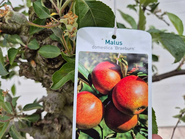 Appelboom braeburn - fruit tree - malus domestica - hoogte ca. 250 cm - afbeelding 6 van  6