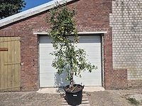 Appelboom braeburn - fruit tree - malus domestica - hoogte ca. 280 cm - afbeelding 1 van  6
