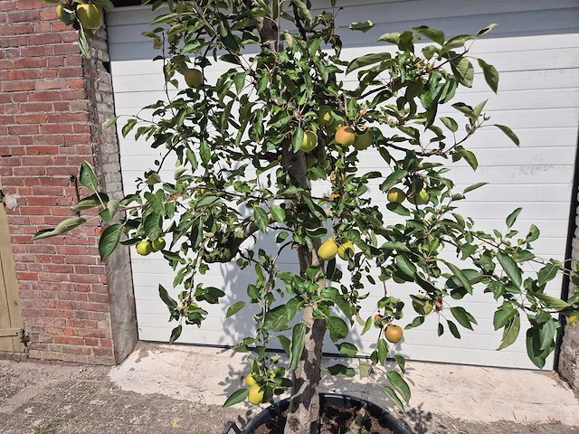 Appelboom braeburn - fruit tree - malus domestica - hoogte ca. 280 cm - afbeelding 2 van  6