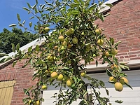 Appelboom braeburn - fruit tree - malus domestica - hoogte ca. 280 cm - afbeelding 3 van  6