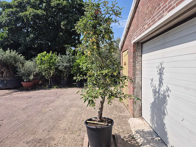 Appelboom braeburn - fruit tree - malus domestica - hoogte ca. 280 cm - afbeelding 4 van  6