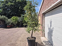 Appelboom braeburn - fruit tree - malus domestica - hoogte ca. 280 cm - afbeelding 4 van  6