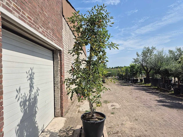 Appelboom braeburn - fruit tree - malus domestica - hoogte ca. 280 cm - afbeelding 5 van  6