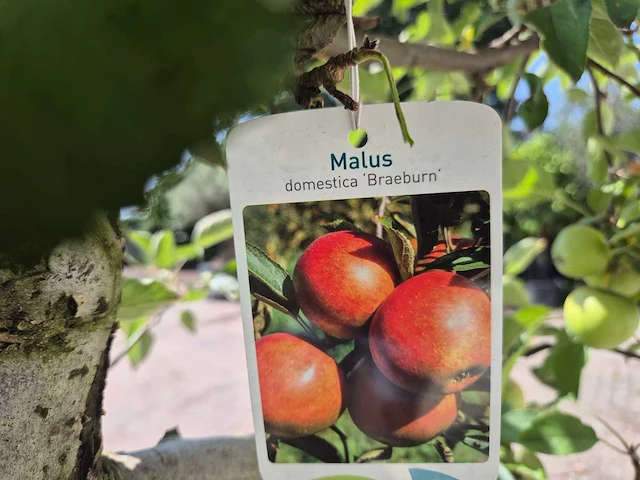 Appelboom braeburn - fruit tree - malus domestica - hoogte ca. 280 cm - afbeelding 6 van  6