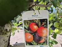Appelboom braeburn - fruit tree - malus domestica - hoogte ca. 280 cm - afbeelding 6 van  6