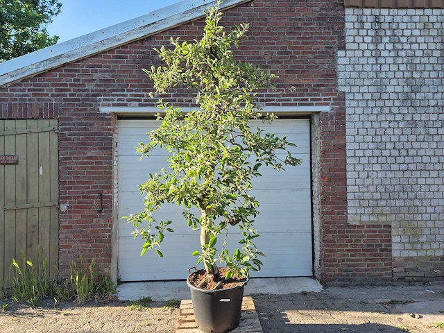 Appelboom braeburn - fruit tree - malus domestica - hoogte ca. 300 cm - afbeelding 1 van  5