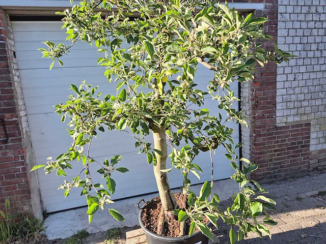 Appelboom braeburn - fruit tree - malus domestica - hoogte ca. 300 cm - afbeelding 2 van  5