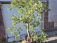 Appelboom braeburn - fruit tree - malus domestica - hoogte ca. 300 cm - afbeelding 2 van  5