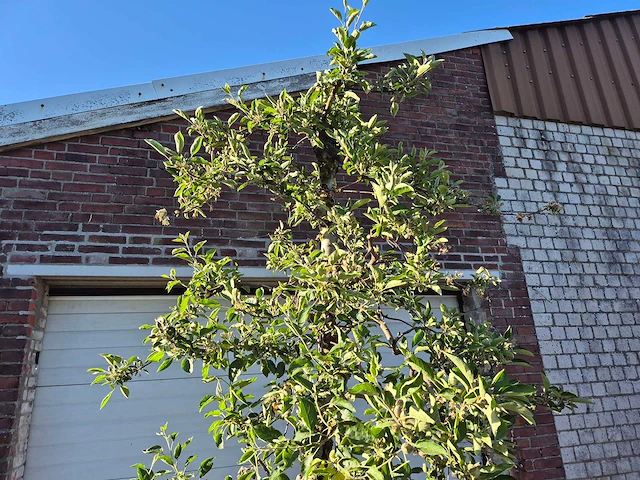 Appelboom braeburn - fruit tree - malus domestica - hoogte ca. 300 cm - afbeelding 3 van  5