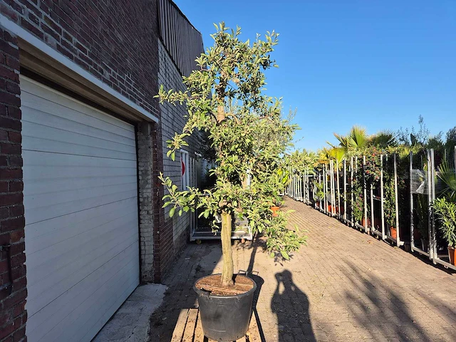 Appelboom braeburn - fruit tree - malus domestica - hoogte ca. 300 cm - afbeelding 4 van  5