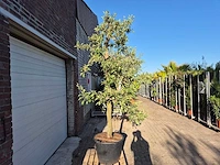 Appelboom braeburn - fruit tree - malus domestica - hoogte ca. 300 cm - afbeelding 4 van  5