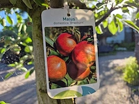 Appelboom braeburn - fruit tree - malus domestica - hoogte ca. 300 cm - afbeelding 5 van  5