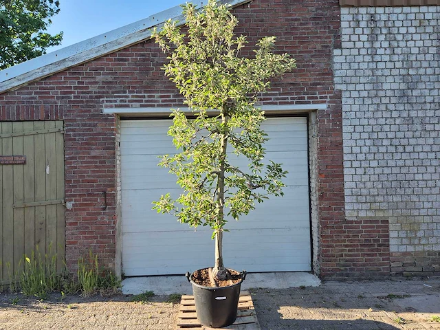 Appelboom elstar - fruit tree - malus domestica - hoogte ca. 280 cm - afbeelding 1 van  6