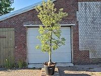 Appelboom elstar - fruit tree - malus domestica - hoogte ca. 280 cm - afbeelding 1 van  6