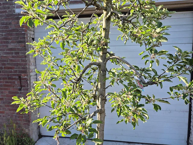 Appelboom elstar - fruit tree - malus domestica - hoogte ca. 280 cm - afbeelding 2 van  6