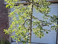 Appelboom elstar - fruit tree - malus domestica - hoogte ca. 280 cm - afbeelding 2 van  6