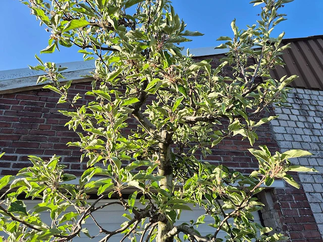 Appelboom elstar - fruit tree - malus domestica - hoogte ca. 280 cm - afbeelding 3 van  6