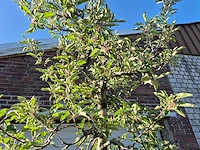 Appelboom elstar - fruit tree - malus domestica - hoogte ca. 280 cm - afbeelding 3 van  6