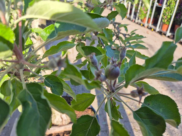Appelboom elstar - fruit tree - malus domestica - hoogte ca. 280 cm - afbeelding 4 van  6