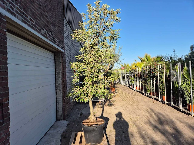 Appelboom elstar - fruit tree - malus domestica - hoogte ca. 280 cm - afbeelding 5 van  6