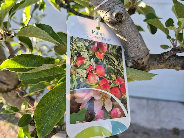 Appelboom elstar - fruit tree - malus domestica - hoogte ca. 280 cm - afbeelding 6 van  6