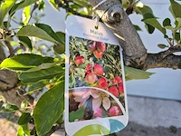 Appelboom elstar - fruit tree - malus domestica - hoogte ca. 280 cm - afbeelding 6 van  6