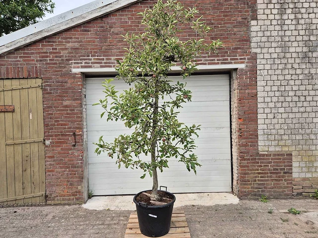 Appelboom elstar - fruit tree - malus domestica - hoogte ca. 280 cm - afbeelding 1 van  5