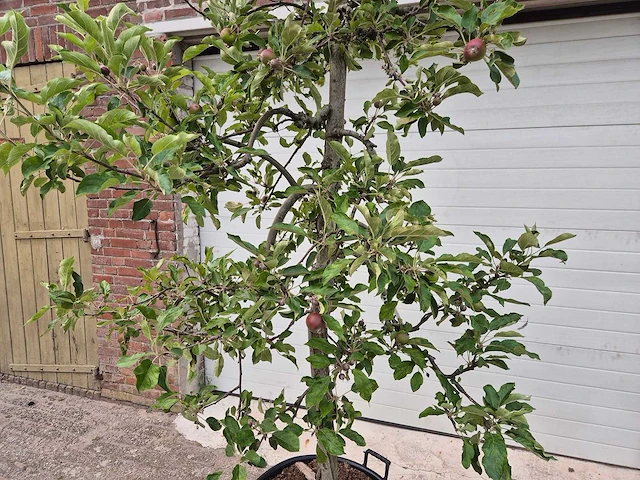 Appelboom elstar - fruit tree - malus domestica - hoogte ca. 280 cm - afbeelding 2 van  5