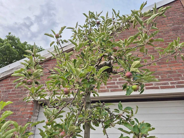 Appelboom elstar - fruit tree - malus domestica - hoogte ca. 280 cm - afbeelding 3 van  5