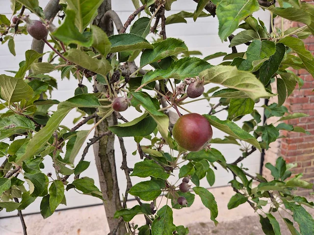 Appelboom elstar - fruit tree - malus domestica - hoogte ca. 280 cm - afbeelding 4 van  5