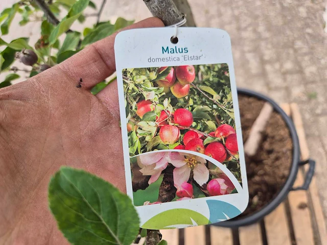 Appelboom elstar - fruit tree - malus domestica - hoogte ca. 280 cm - afbeelding 5 van  5