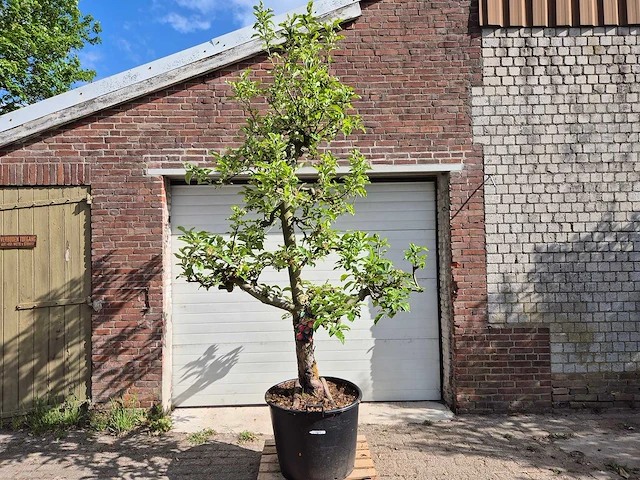Appelboom elstar - fruit tree - malus domestica - hoogte ca. 300 cm - afbeelding 1 van  6