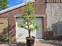 Appelboom elstar - fruit tree - malus domestica - hoogte ca. 300 cm
