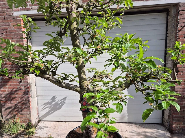Appelboom elstar - fruit tree - malus domestica - hoogte ca. 300 cm - afbeelding 2 van  6
