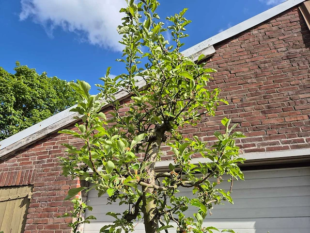 Appelboom elstar - fruit tree - malus domestica - hoogte ca. 300 cm - afbeelding 3 van  6