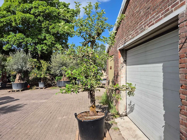 Appelboom elstar - fruit tree - malus domestica - hoogte ca. 300 cm - afbeelding 4 van  6