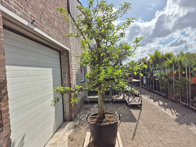 Appelboom elstar - fruit tree - malus domestica - hoogte ca. 300 cm - afbeelding 5 van  6
