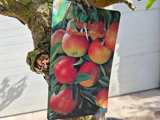 Appelboom elstar - fruit tree - malus domestica - hoogte ca. 300 cm - afbeelding 6 van  6