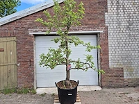 Appelboom elstar - fruit tree - malus domestica - hoogte ca. 300 cm