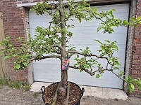 Appelboom elstar - fruit tree - malus domestica - hoogte ca. 300 cm - afbeelding 2 van  6
