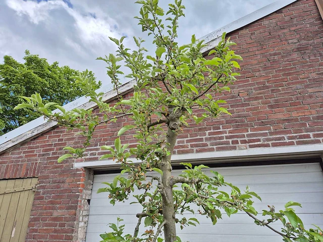 Appelboom elstar - fruit tree - malus domestica - hoogte ca. 300 cm - afbeelding 3 van  6