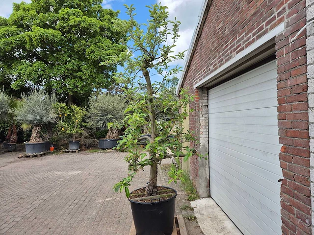 Appelboom elstar - fruit tree - malus domestica - hoogte ca. 300 cm - afbeelding 4 van  6