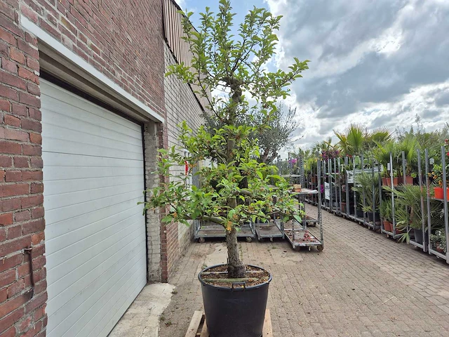 Appelboom elstar - fruit tree - malus domestica - hoogte ca. 300 cm - afbeelding 5 van  6