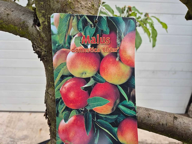 Appelboom elstar - fruit tree - malus domestica - hoogte ca. 300 cm - afbeelding 6 van  6