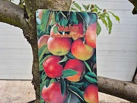 Appelboom elstar - fruit tree - malus domestica - hoogte ca. 300 cm - afbeelding 6 van  6