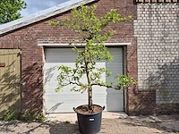 Appelboom elstar - fruit tree - malus domestica - hoogte ca. 300 cm