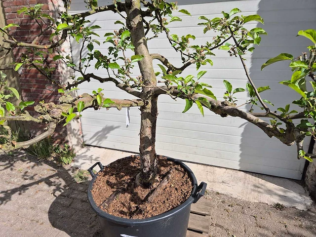 Appelboom elstar - fruit tree - malus domestica - hoogte ca. 300 cm - afbeelding 2 van  6